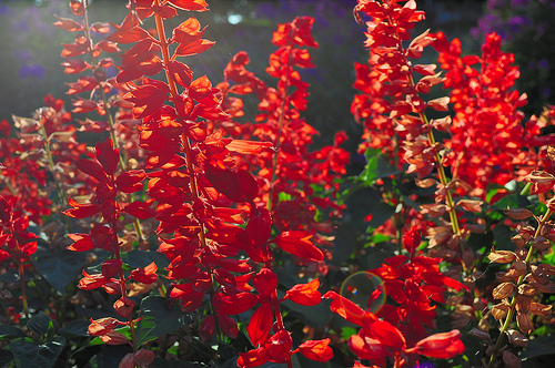 flowers