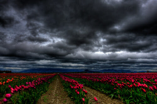 the winds of skagit.