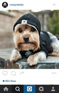 Dog Insta