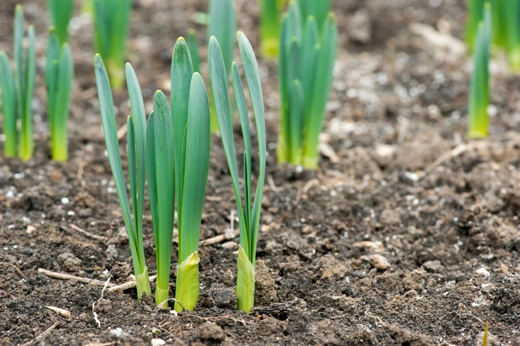 Sprouted spring flowers daffodils in early spring garden - selective focus, copy space